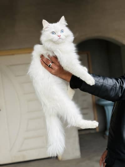 Triple Coated Blue Eyes Persian Cat Healthy And Active