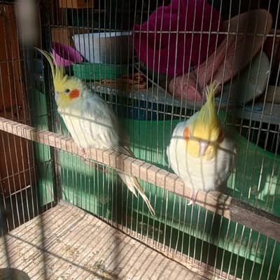 cockatiel for sale