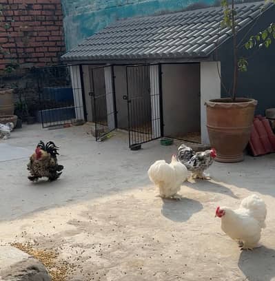 Top Quality Bantam Chicks