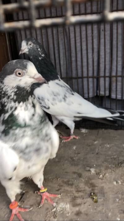 Teddy Chaudhary Sahab wale 10no 41no