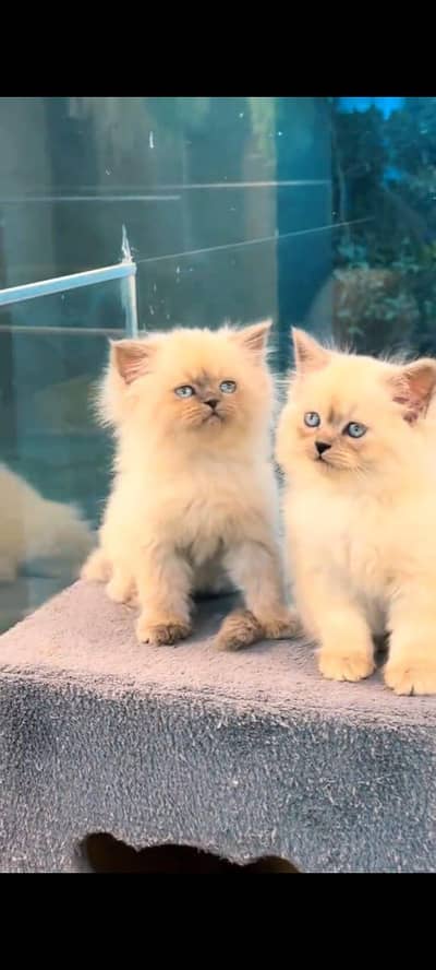 pure Persian vaccinated triple long coted and littler trend 3317823482