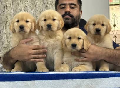 Golden retriever puppies  03425137217