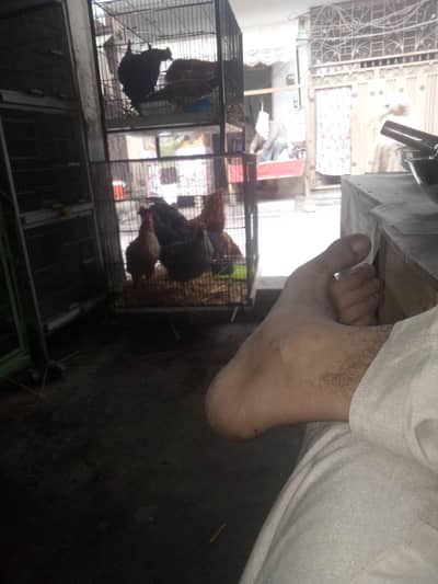 gar ki pali hoi dasi ando wali murgiya or aseel murgiya murga