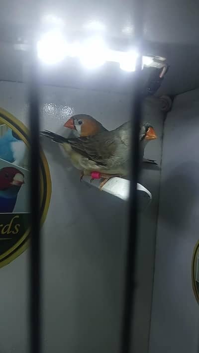 zabra finches