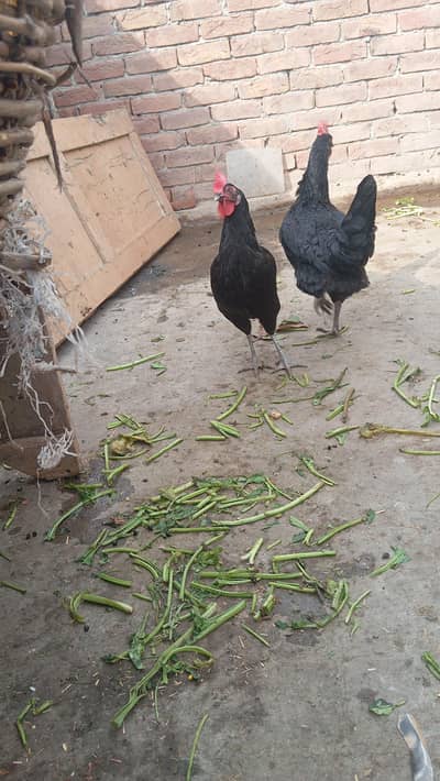 Asterlop Murgiya 03040279696