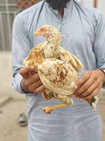 Aseel Pathi Zero Size