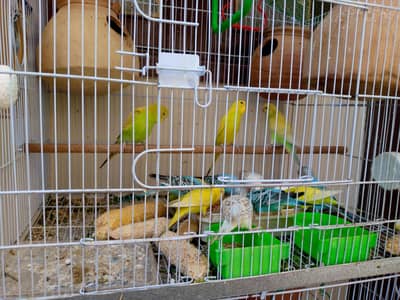 Healthy & active Budgies breeding pairs available for sale.