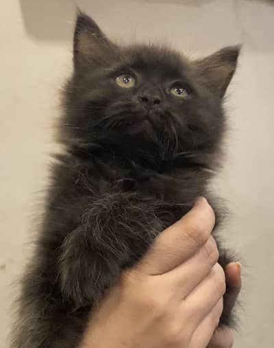 Male Persian kitten for sell