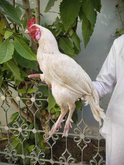 MIANWALI ZERO SIZE HEERA ASEEL WHAT'SAPP 03168035881