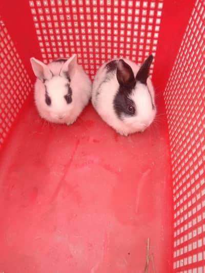 fancy rabbits baby pair for sale 03224186572