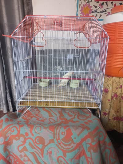 lovebirds pair with cage
