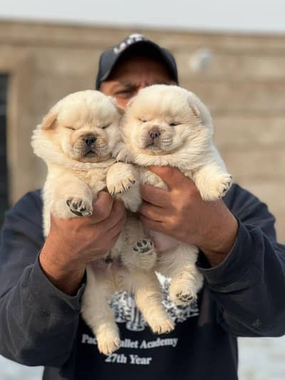 chow chow puppy for sale