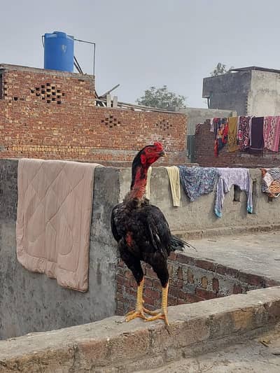 Vietnam aseel pak cross pair