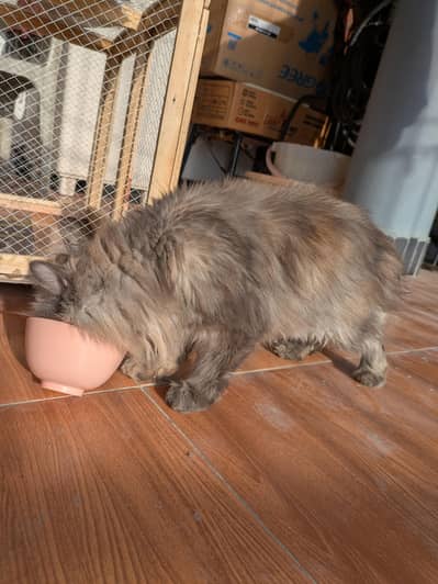 Persian Cat Triple Coat Grey Female