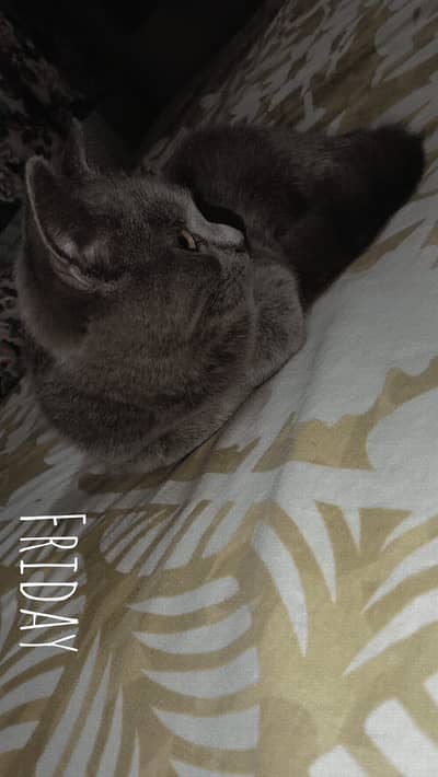 British short hair cat 5 mah k baby