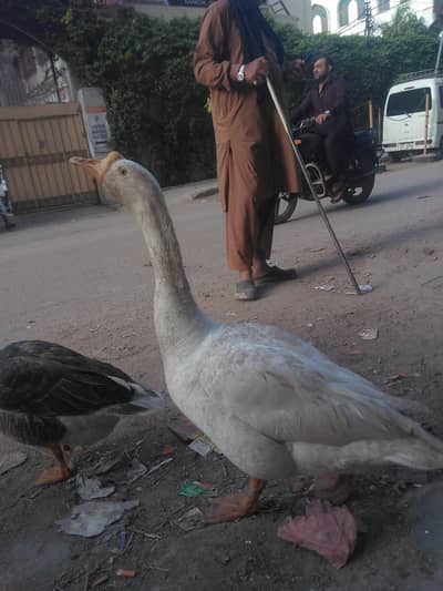 comform eggs laying 2 ande de chaki hai