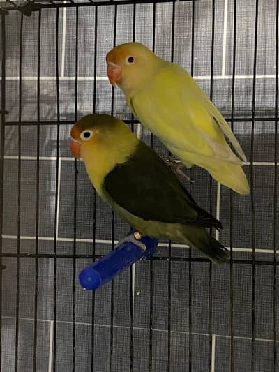 cremino into salty parblue