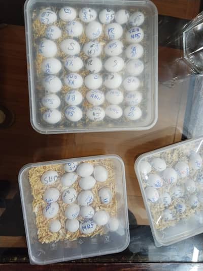 all big birds eggs  required