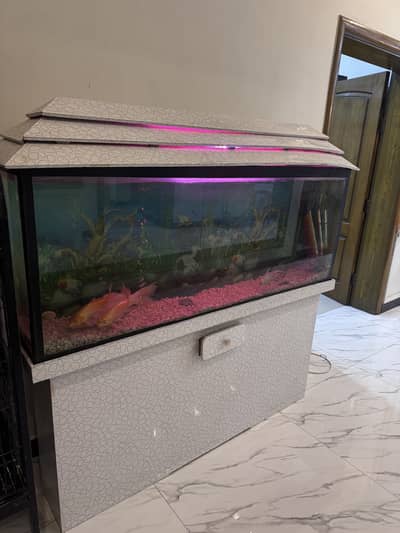 Fish aquarium
