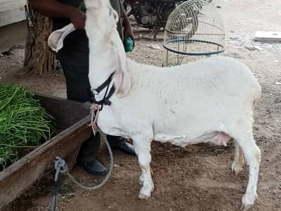 Larkana bread active and healthy