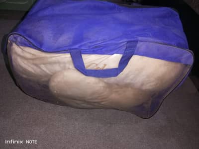 Mom Cozy pregnancy pillow Master Molty Foam