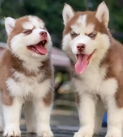 Siberian husky