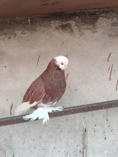 English fantail breeder pair indian fantail breeder pair or sentinent