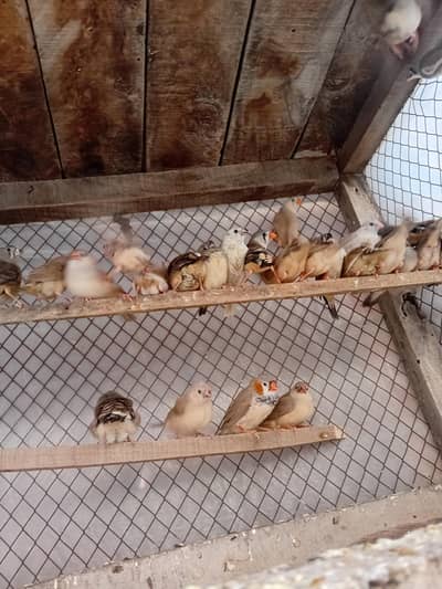 15 pair zebra finch mutation and comon
