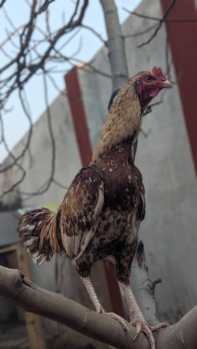 Selling Hens in Cheap price
