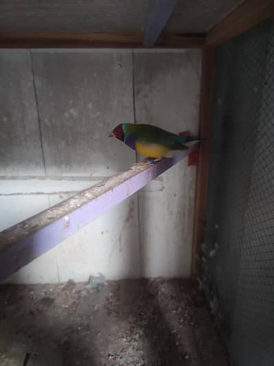 goldian finch male for sale