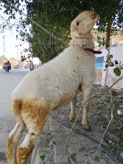 #pure gulabi Mundra#gulabi mundra#mundra#dumba