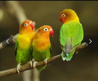 urjent sell 3 pcs fisher