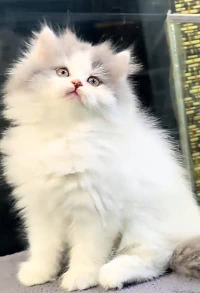Persian cat kitten for sale. My WhatsApp 03472175246