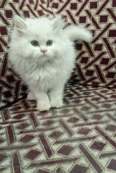 long coat female kitten