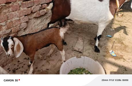 Sindhi Bakri + Female 3months ki bakri