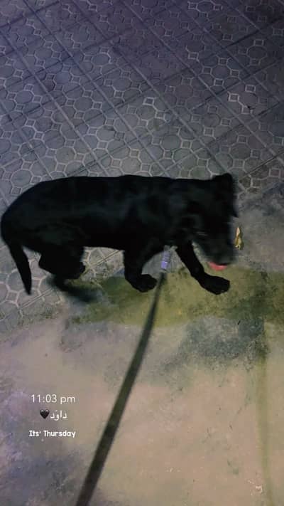 Labrador domestic dog hai