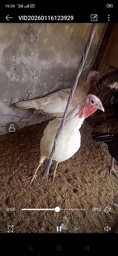 turkey breeder pair