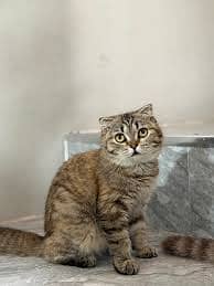 tabby Scottish fold cat 5 month
