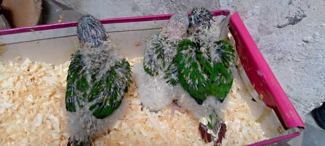 yellow sided conure chicks available 25Days AGE