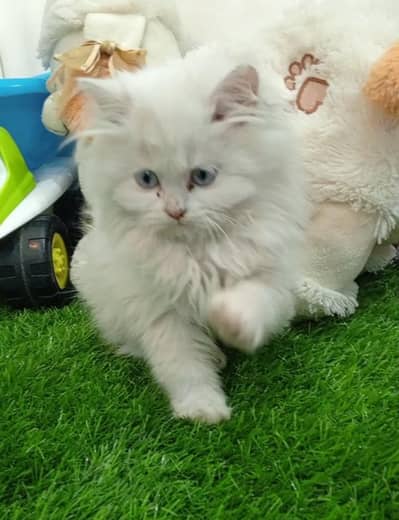 Blue eyes long coat female kitten