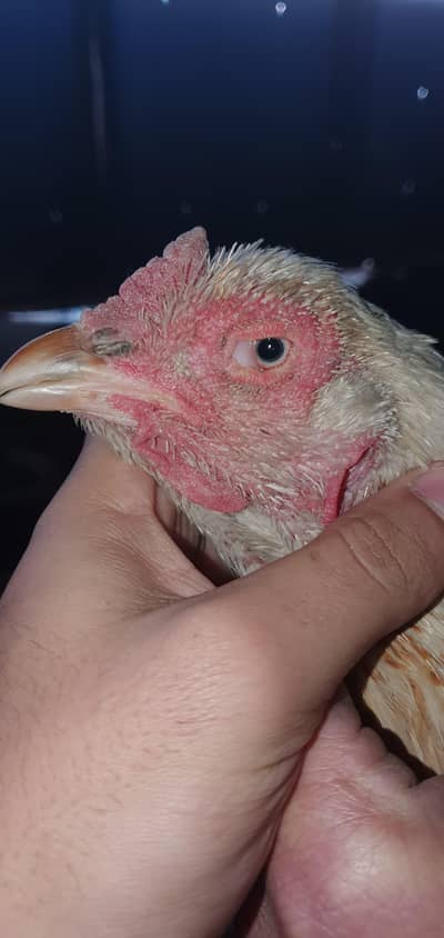 Aseel Kamalia Madi / old bloodline/cage/chick/hen/