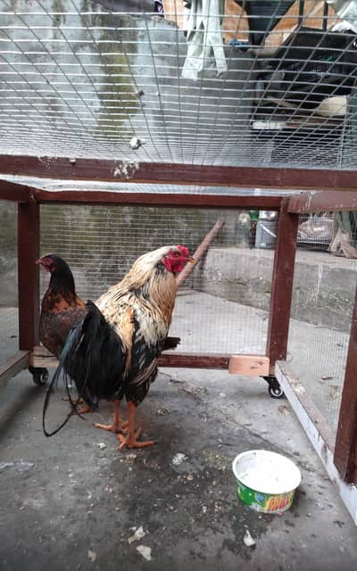 Pure Jawa Aseel Murgha