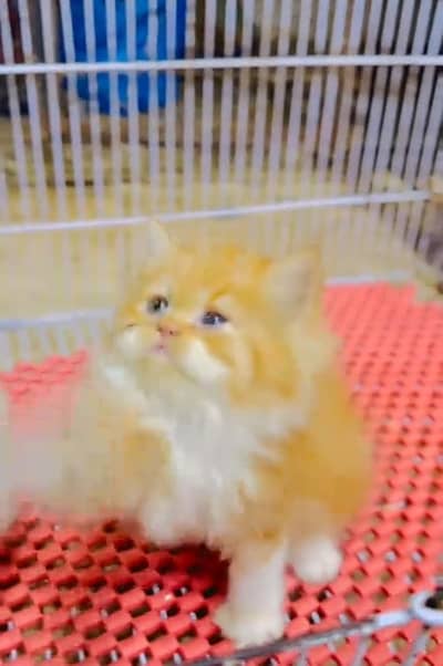 Persian cat kitten for sale. My WhatsApp 03472175246