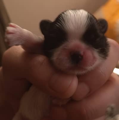 Shih tzu highly pedigreed puppies