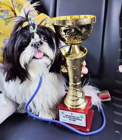 Shih tzu / Shitzu Highly pedigreed  stud