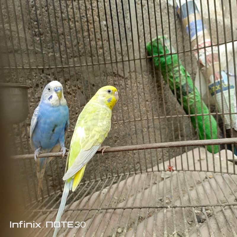 Rainbow bugies pair 1