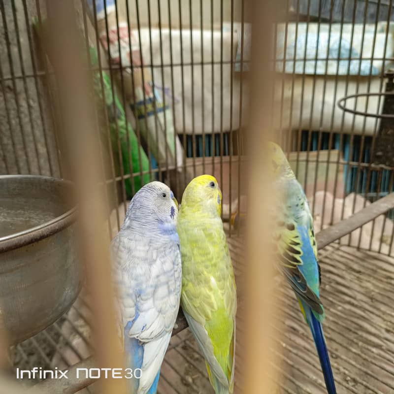 Rainbow bugies pair 2