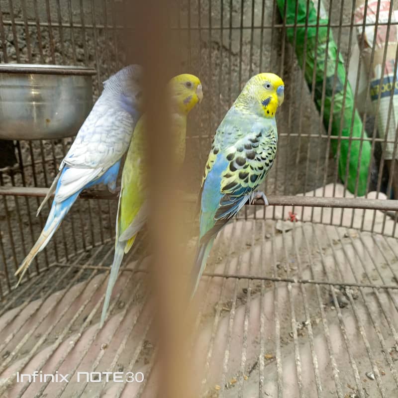 Rainbow bugies pair 4