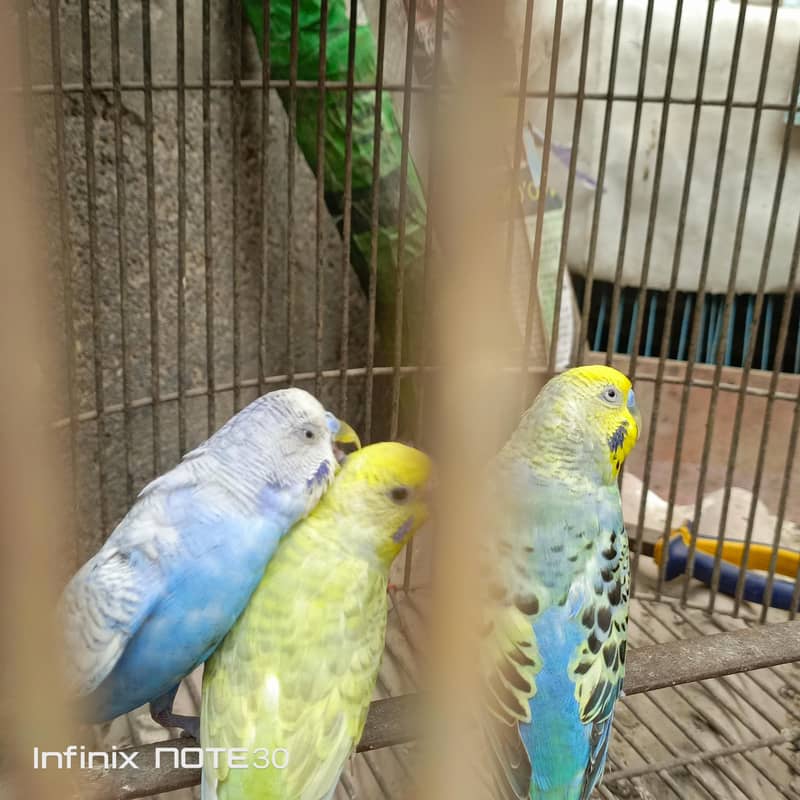 Rainbow bugies pair 6