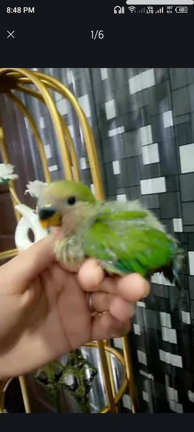 love bird and conure chick